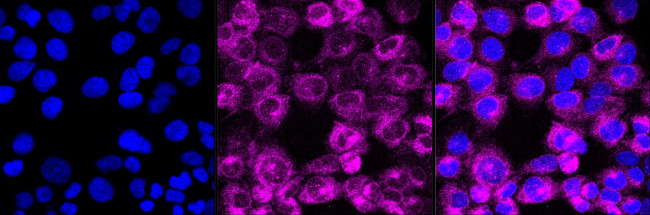 STING Antibody in Immunocytochemistry (ICC/IF)