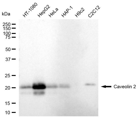 Caveolin 2 Antibody in Western Blot (WB)