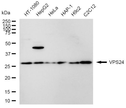 CHMP3 Antibody in Western Blot (WB)