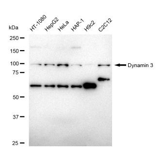 Dynamin 3 Antibody in Western Blot (WB)