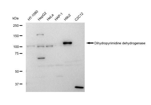 DPYD Antibody in Western Blot (WB)