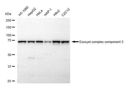 EXOC3 Antibody in Western Blot (WB)