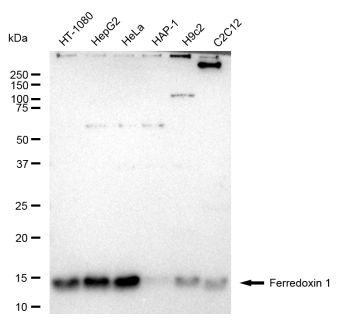 FDX1 Antibody in Western Blot (WB)