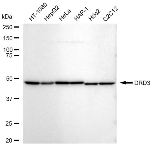 DRD3 Antibody in Western Blot (WB)