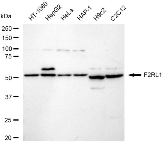 PAR2 Antibody in Western Blot (WB)