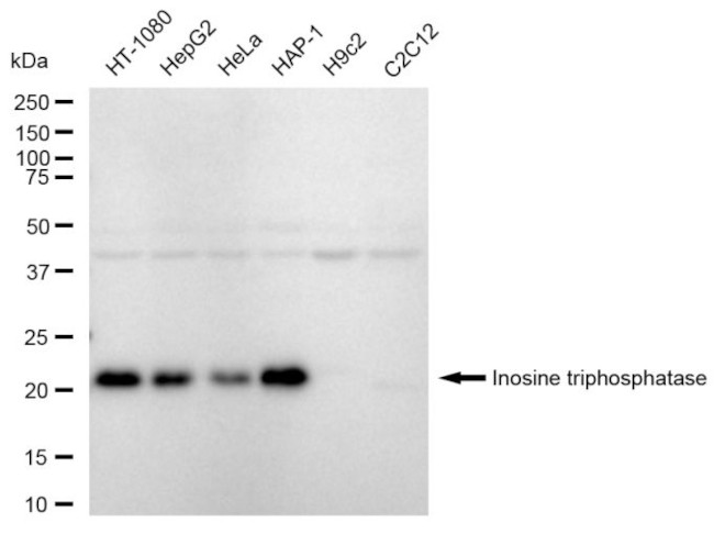 ITPA Antibody in Western Blot (WB)