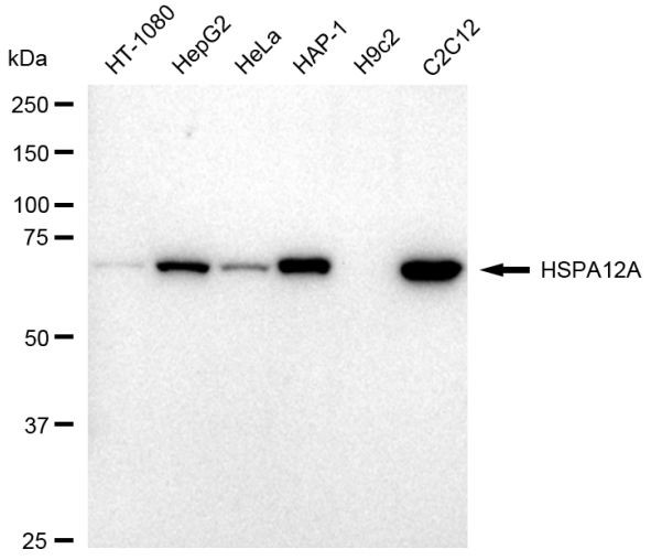 HSPA12A Antibody in Western Blot (WB)