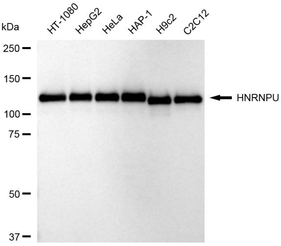 hnRNP U Antibody in Western Blot (WB)