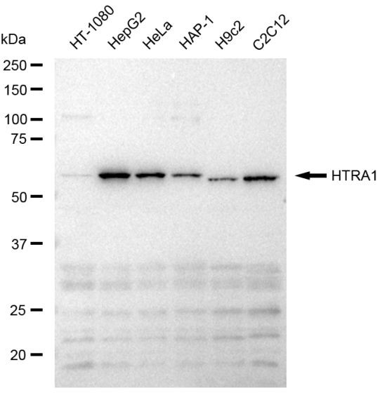 HTRA1 Antibody in Western Blot (WB)