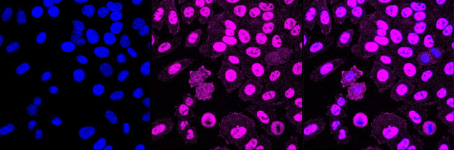 DNA-PK Antibody in Immunocytochemistry (ICC/IF)