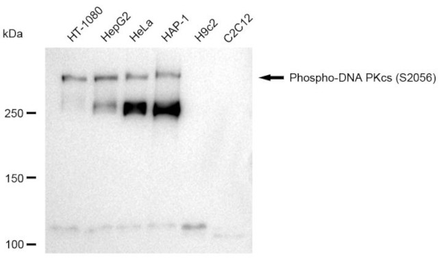 Phospho-DNA-PK (Ser2056) Antibody in Western Blot (WB)