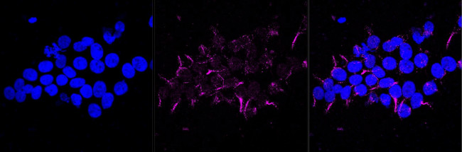 GSR Antibody in Immunocytochemistry (ICC/IF)