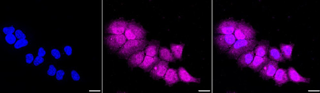 Caspase 9 (Cleaved Asp315) Antibody in Immunocytochemistry (ICC/IF)