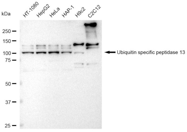 USP13 Antibody in Western Blot (WB)