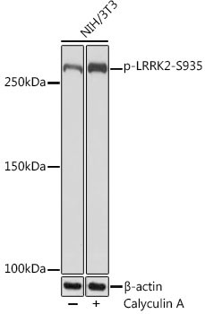 Phospho-LRRK2 (Ser935) Antibody in Western Blot (WB)