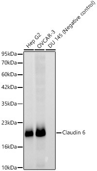 Claudin 6 Antibody in Western Blot (WB)