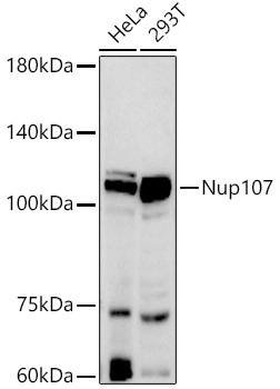 NUP107 Antibody in Western Blot (WB)