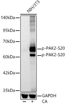 Phospho-PAK2 (Ser20) Antibody in Western Blot (WB)