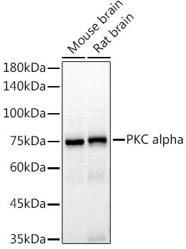 PKC alpha Antibody in Western Blot (WB)