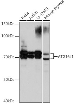 ATG16L1 Antibody in Western Blot (WB)