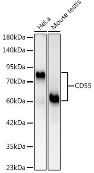 CD55 Antibody in Western Blot (WB)