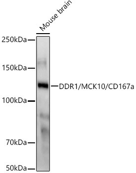 MCK10 Antibody in Western Blot (WB)