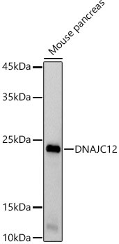 DNAJC12 Antibody in Western Blot (WB)