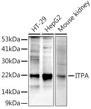 ITPA Antibody in Western Blot (WB)