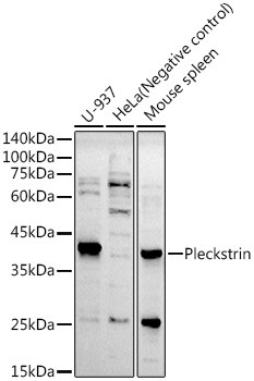 Pleckstrin Antibody in Western Blot (WB)