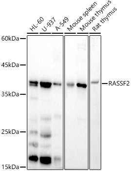 RASSF2 Antibody in Western Blot (WB)