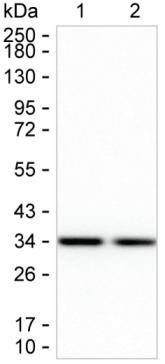 KHK Antibody in Western Blot (WB)