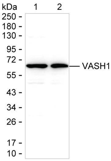 VASH1 Antibody in Western Blot (WB)