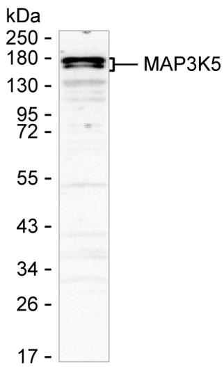 ASK1 Antibody in Western Blot (WB)