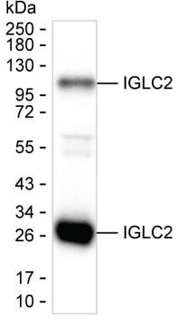 IGLC2 Antibody in Western Blot (WB)