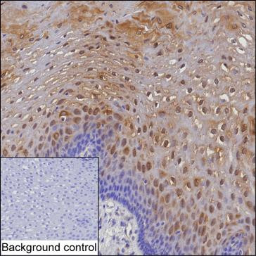 SULT2B1 Antibody in Immunohistochemistry (Paraffin) (IHC (P))