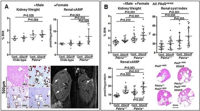 MUC1 Antibody in Immunohistochemistry (IHC)