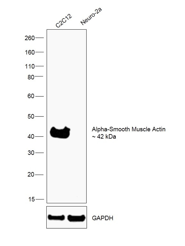 Alpha-Smooth Muscle Actin Antibody