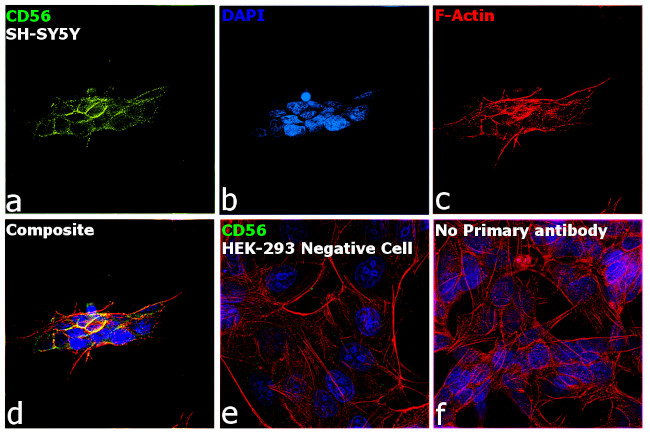 CD56 Antibody in Immunocytochemistry (ICC/IF)