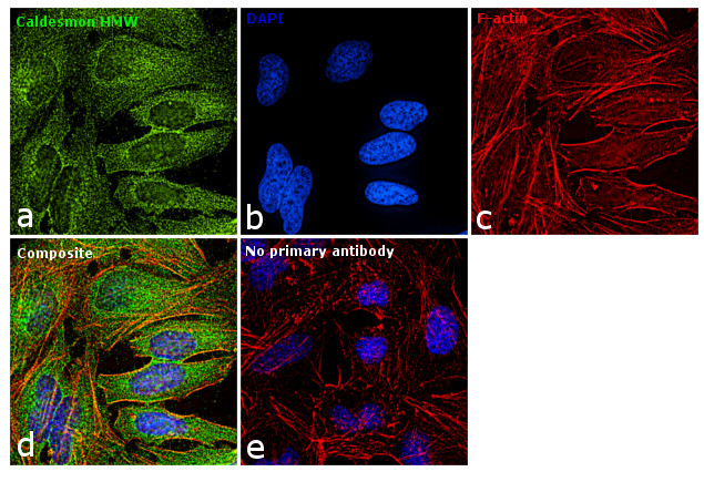 Caldesmon HMW Antibody in Immunocytochemistry (ICC/IF)