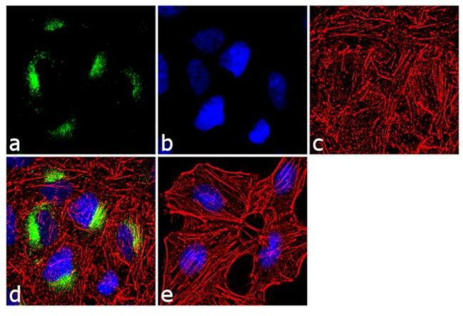 MUC5AC Antibody in Immunocytochemistry (ICC/IF)