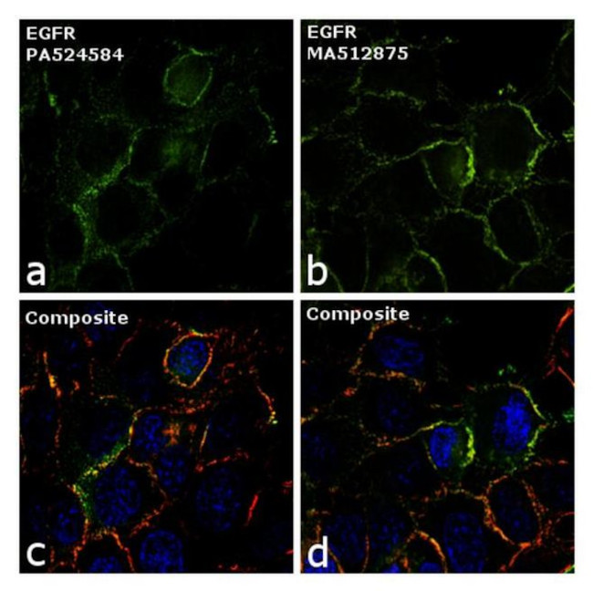 EGFR Antibody