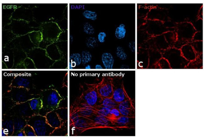 EGFR Antibody in Immunocytochemistry (ICC/IF)