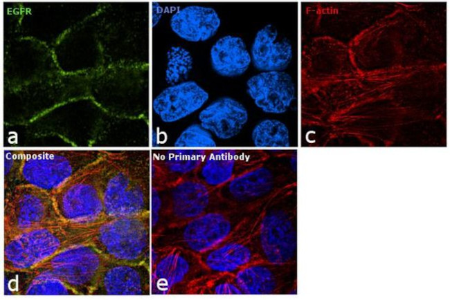 EGFR Antibody in Immunocytochemistry (ICC/IF)