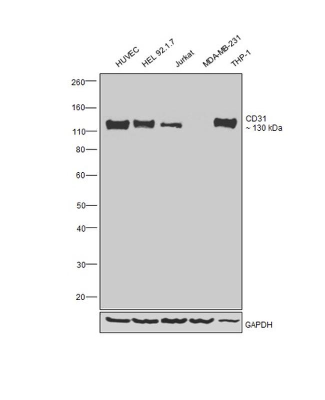 CD31 Antibody in Western Blot (WB)