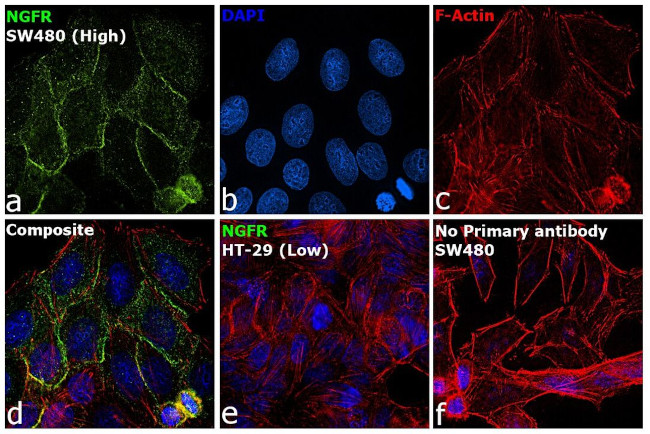 NGFR Antibody in Immunocytochemistry (ICC/IF)