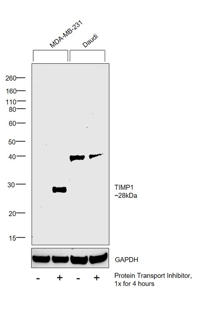 TIMP1 Antibody in Western Blot (WB)