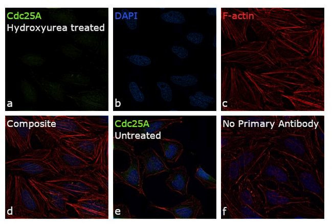 Cdc25A Antibody in Immunocytochemistry (ICC/IF)