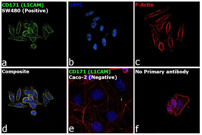 CD171 Antibody in Immunocytochemistry (ICC/IF)