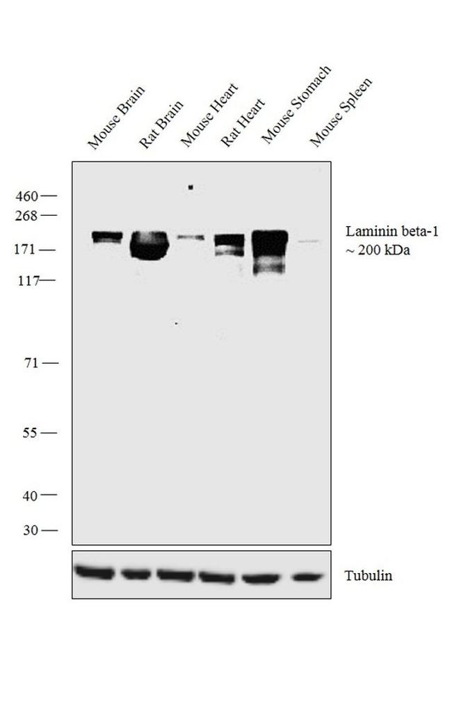 Laminin beta-1 Antibody in Western Blot (WB)