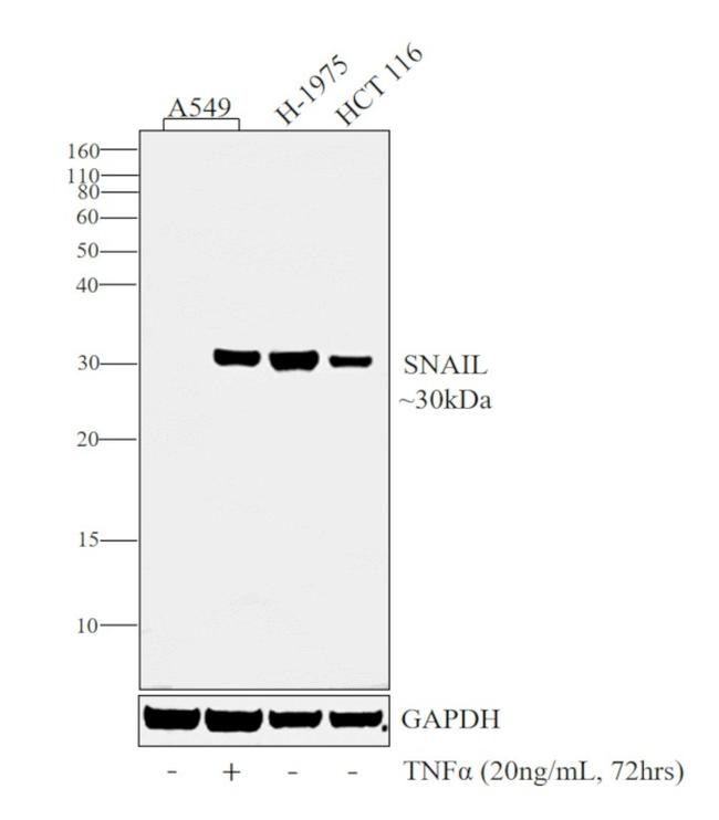 SNAIL Antibody in Western Blot (WB)